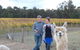 Windfall Estate Vineyard Cottage - thumb 11