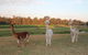 Windfall Estate Vineyard Cottage - thumb 21