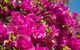 Jurien Bay Hotel Motel - thumb 3