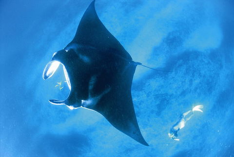 Sal Salis Ningaloo Reef - Gold Coast 4U 28