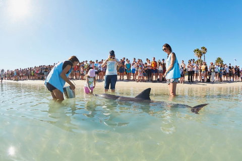 RAC Monkey Mia Dolphin Resort - Accommodation Gold Coast 2