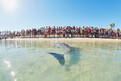 RAC Monkey Mia Dolphin Resort - Accommodation Gold Coast 3