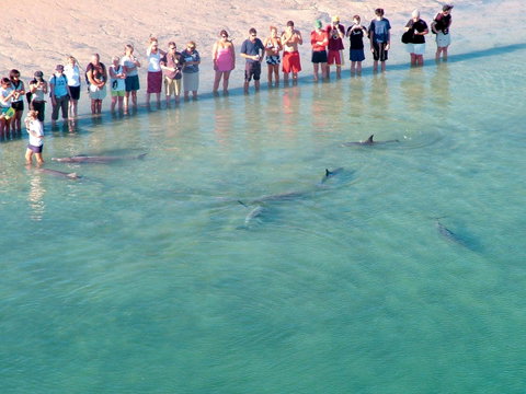 RAC Monkey Mia Dolphin Resort - Accommodation Gold Coast 4
