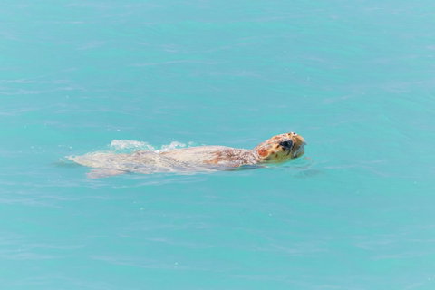 RAC Monkey Mia Dolphin Resort - Accommodation Gold Coast 20