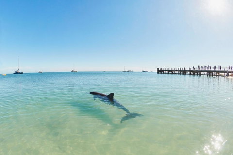 RAC Monkey Mia Dolphin Resort - Accommodation Gold Coast 1