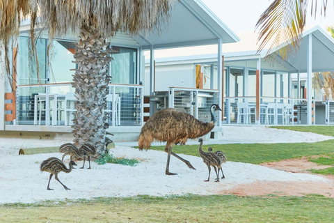 RAC Monkey Mia Dolphin Resort - Accommodation Gold Coast 15