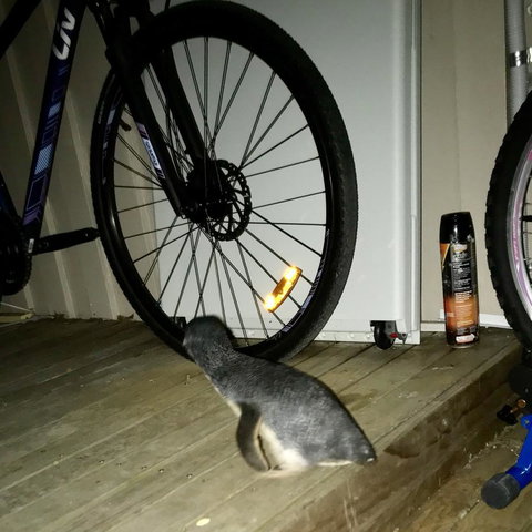 Beachend Bicheno - 1 Gold Coast 21