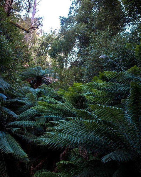 Maydena Chalet - Accommodation Gold Coast 42