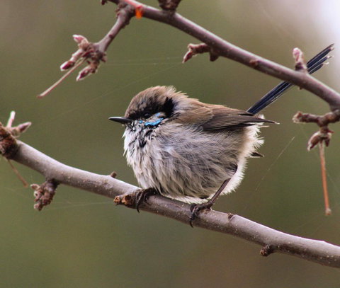 Free Spirit Pods - Accommodation Gold Coast 0