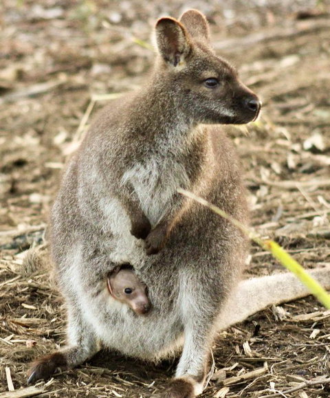 Free Spirit Pods - Accommodation Gold Coast 2