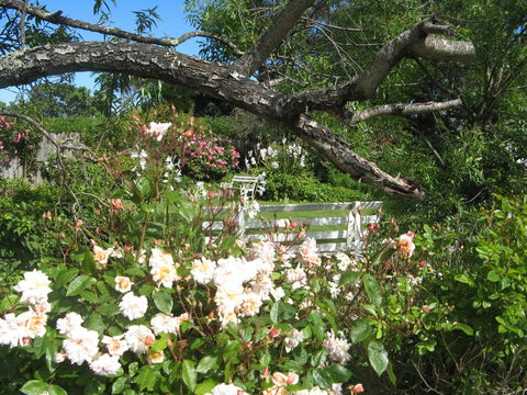The Grove Cottages - Gold Coast 4U 11