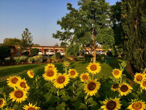 Quirindi Sunflower Motor Inn - Gold Coast 4U 0