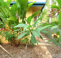 Rainforest Cottage Cairns - Accommodation Gold Coast
