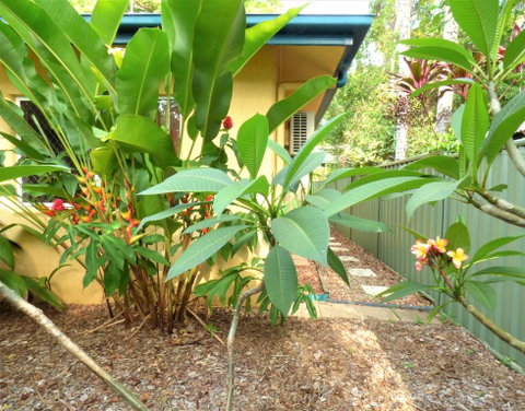 Rainforest Cottage Cairns - Accommodation Gold Coast 0