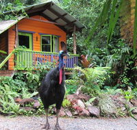 Rainforest Hideaway - Accommodation Gold Coast