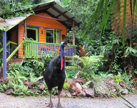 Rainforest Hideaway - Accommodation Gold Coast 0
