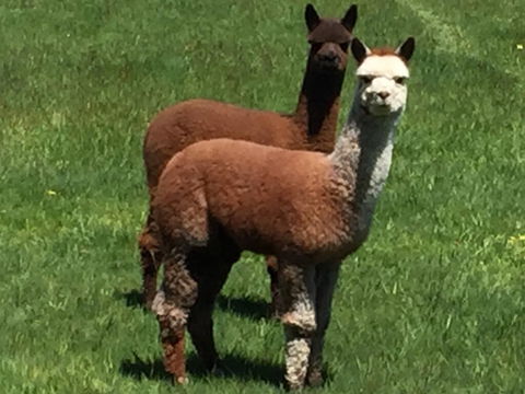 Raynella Alpaca Farmstay - Gold Coast 4U 3