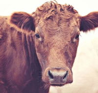 Redwing Farm Stay - Accommodation Gold Coast