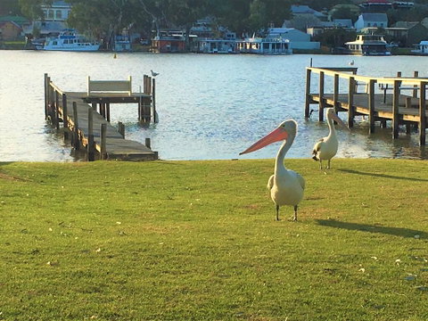 Riverfront Getaway - Mannum - Accommodation Gold Coast 0