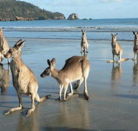 Seaforth Holiday Units - Accommodation Gold Coast