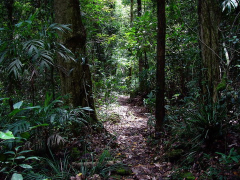 Springbrook Lyrebird Retreat - Accommodation Gold Coast 0
