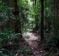 Springbrook Lyrebird Retreat - Accommodation Gold Coast