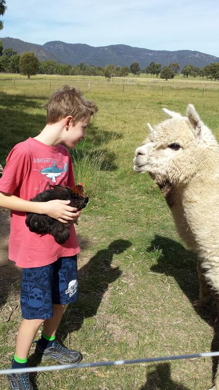 Starline Alpacas Farmstay Resort - Accommodation Gold Coast 3