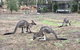 Stawell Holiday Cottages - thumb 1