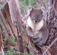 Stringybark Hills Retreat - Accommodation Gold Coast