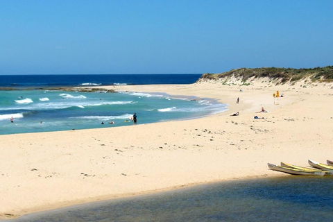 Tea Tree - Gold Coast 4U 2
