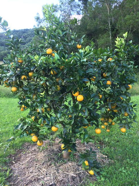 Terania Creek Farmstay - Accommodation Gold Coast 2