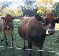 Drumreagh Bed  Breakfast Cabins - Accommodation Gold Coast