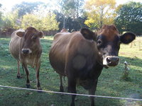 Drumreagh Bed  Breakfast Cabins