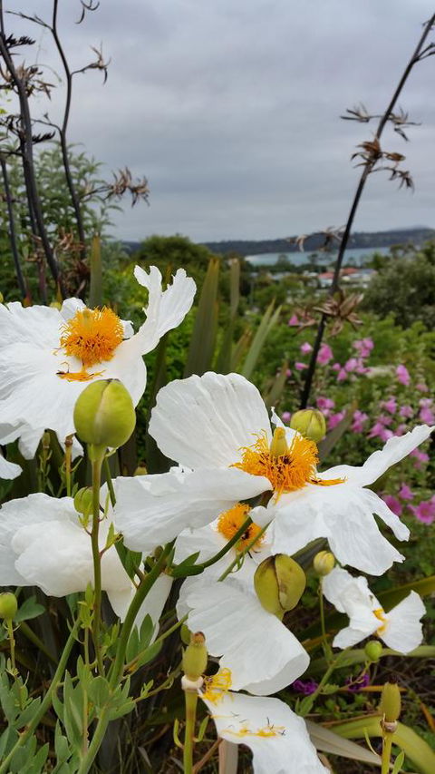 Beezneez B&B - Accommodation Gold Coast 13