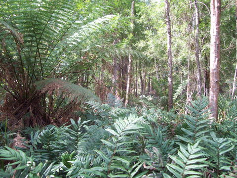 St. Pauls Bed & Breakfast - Accommodation Gold Coast 15