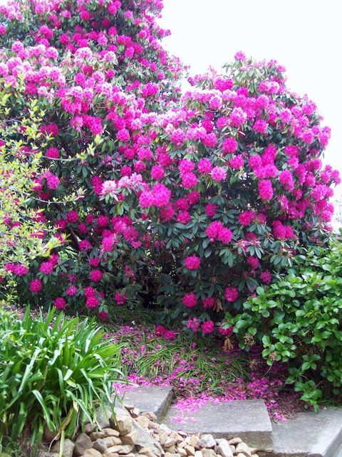St. Pauls Bed & Breakfast - Accommodation Gold Coast 2