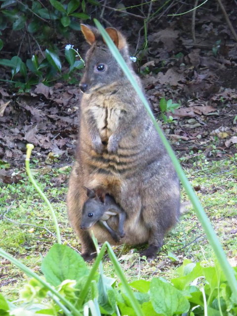 Tamar River Retreat - Accommodation Gold Coast 36