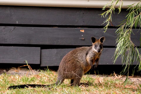 BIG4 Ingenia Holidays Phillip Island - Accommodation Gold Coast 13