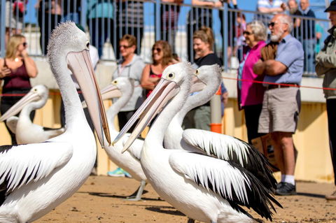 BIG4 Ingenia Holidays Phillip Island - Accommodation Gold Coast 17