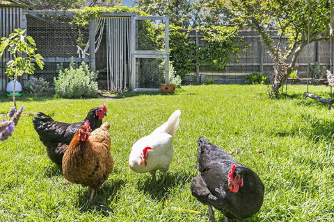 Bilinga Cottages - Accommodation Gold Coast 16