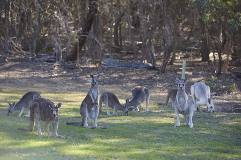 Yering Gorge Cottages - Gold Coast 4U 14