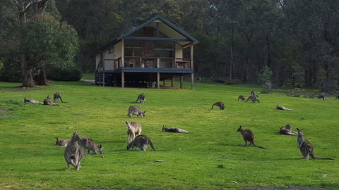 Yering Gorge Cottages - Gold Coast 4U 6