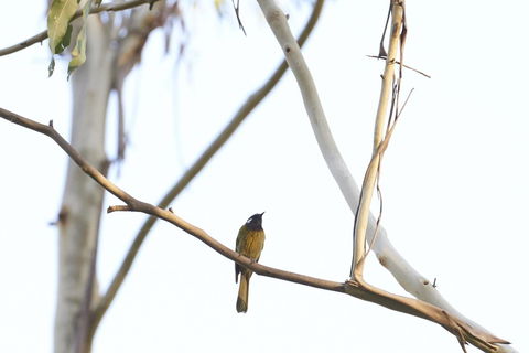 Yering Gorge Cottages - Gold Coast 4U 20