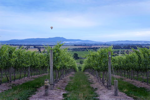 Balgownie Estate Yarra Valley - Accommodation Gold Coast 37