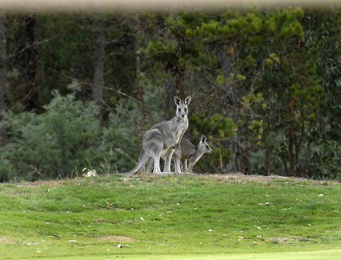 RACV Goldfields Resort - Accommodation Gold Coast 20