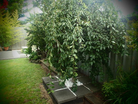 Azen Haven - 1 Gold Coast 12