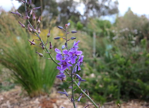 The Chocolate Lily Bed & Breakfast - Accommodation Gold Coast 3