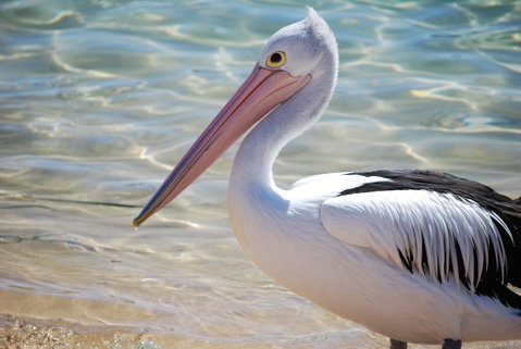 The Peninsular Merimbula - Accommodation Gold Coast 2