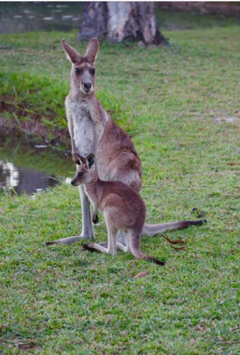 The Zen Den Adults Only - Gold Coast 4U 3