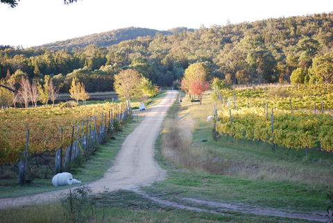 Twisted Gum Vineyard Cottage - Accommodation Gold Coast 1